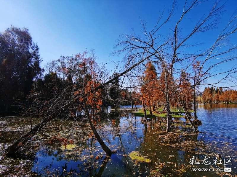 河南:买花迎春,鲜花市场供销两旺
